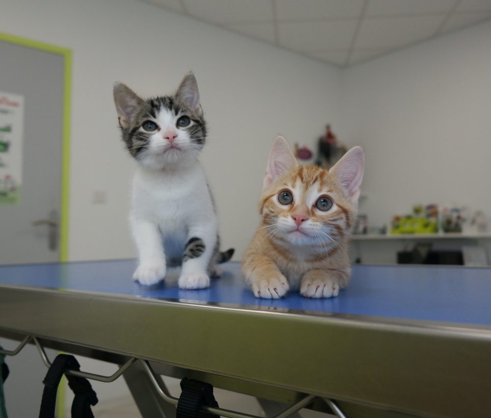 2-abandoned-kitten-at-the-veterinary-clinic.jpg